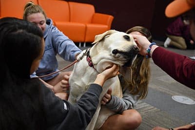 virginia tech therapy dogs
