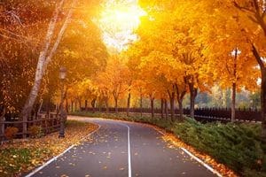 trees in autumn fall