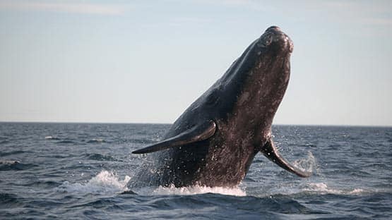 right whale