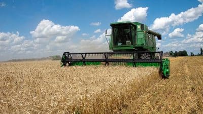 wheat harvest farm