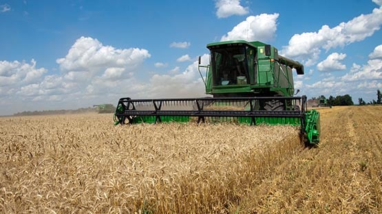 wheat harvest farm