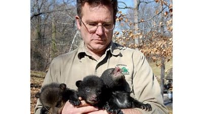 black bears