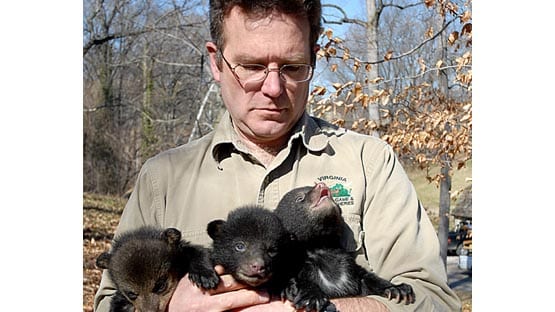 Virtual Ivy Talk to discuss Virginia black bears, spread of mange