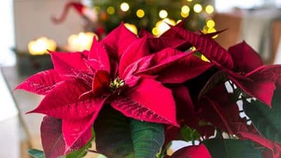 poinsettia christmas