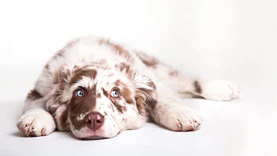 puppy laying on ground
