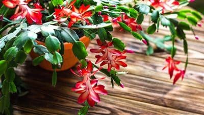 christmas cactus