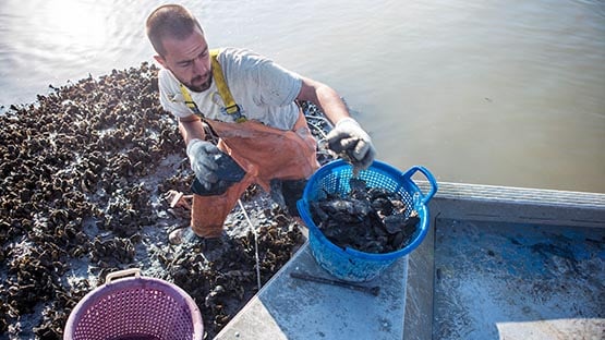 oyster fisherman