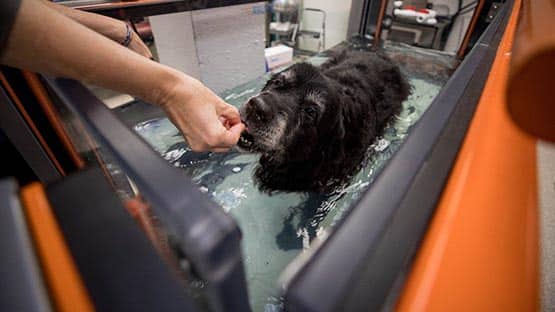 Dog water treadmill therapy near me hot sale