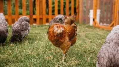 backyard chickens