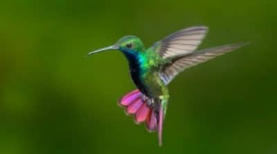 Humming birds