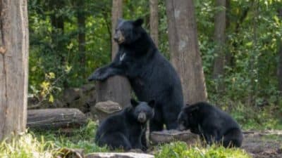 black bears