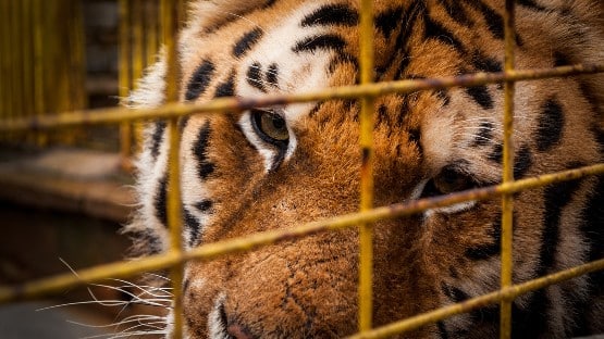 After 'Tiger King,' has there been any impact on illegal wildlife  trafficking? - Augusta Free Press
