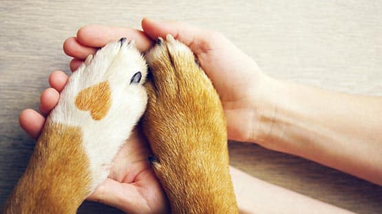 dog paw in human hands