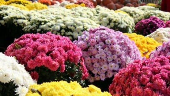 2023's Best Cities for Local Flowers