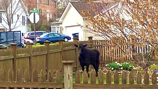 harrisonburg cow on the loose