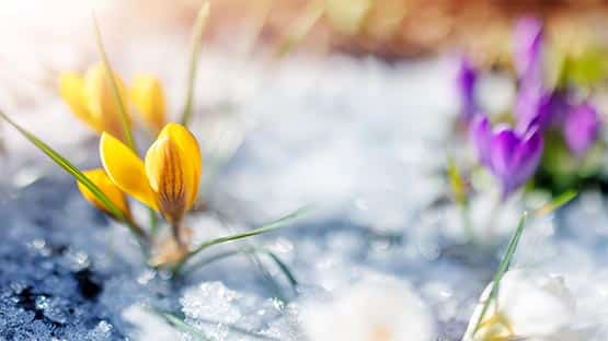 spring flowers with frost
