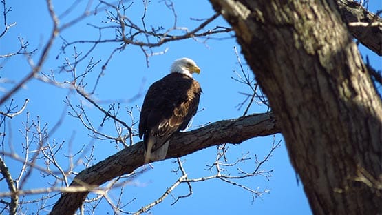 Bald eagle at Mason Neck State Park