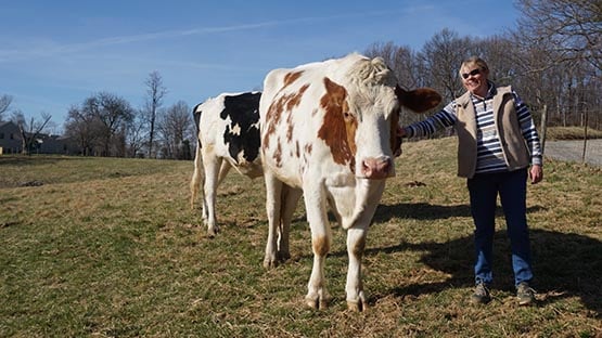 Kathy Wilt Loudoun County Virginia farm cow