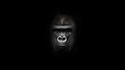 ape in darkness