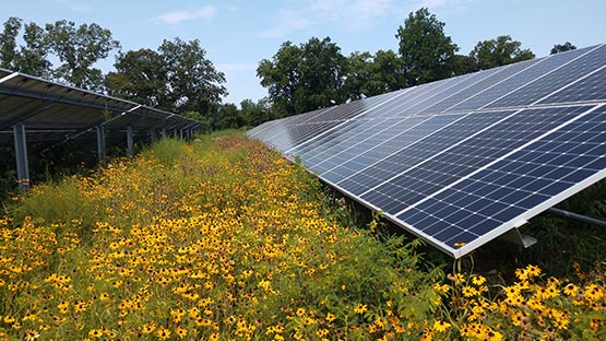 solar native flowers