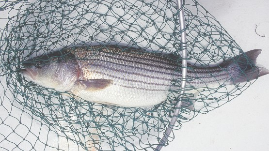 Atlantic striped bass