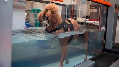 Standard poodle in water tank for rehab