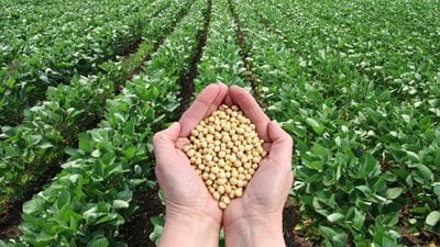 soybeans in farmer's hands