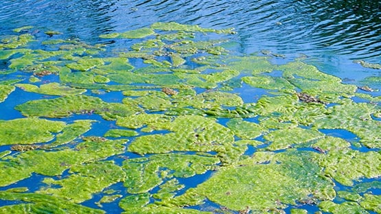 algae bloom in lake