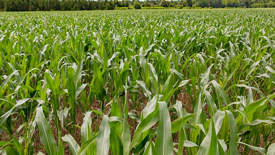 corn field in Virginia