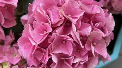pink hydrangea in pot