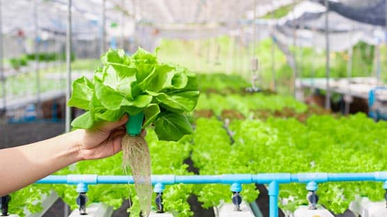 aquaponics