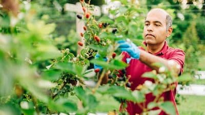 professor picking strawberries from vine