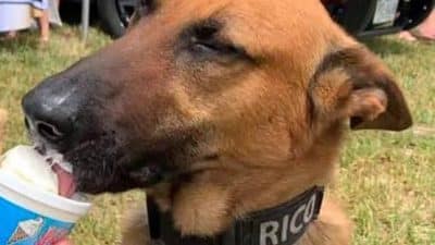 K9 rico dog retirement