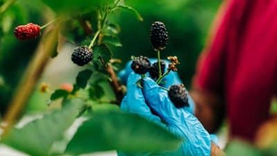 blackberry on vine