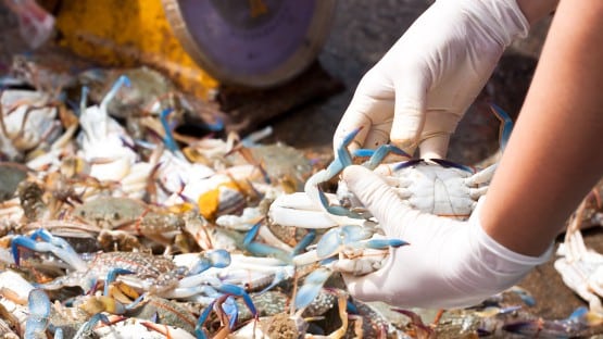 chesapeake bay crabs