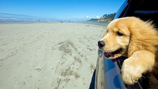 dog with head outside car window