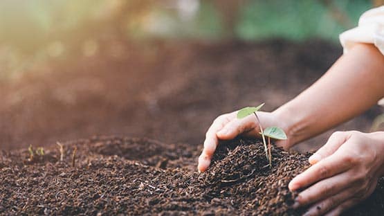 planting a tree