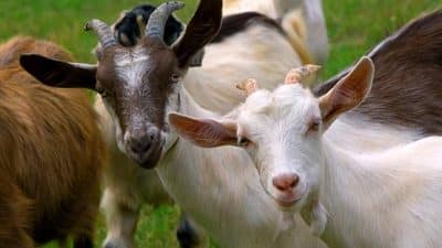 goats outside