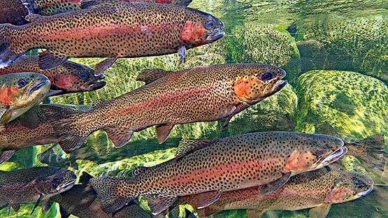 rainbow trout in lake fishing