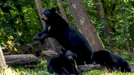 black bears