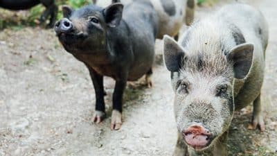 hogs on farm