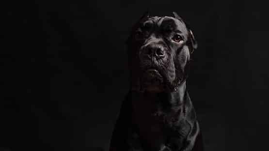 large dog in black and white