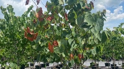 Virginia redbud tree wilted disease
