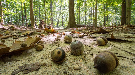 acorns in forest