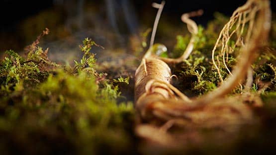 wild ginseng on ground