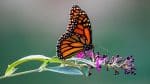monarch butterfly on purple butterfly bush garden