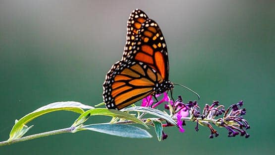 monarch butterfly on purple butterfly bush garden