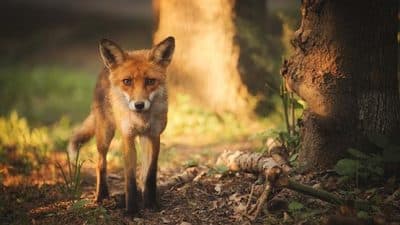 fox in woods