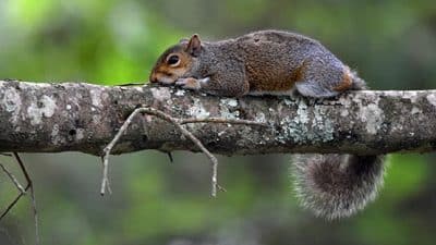 tired squirrel on tree branch
