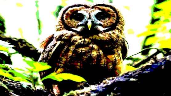 Northern Spotted Owl